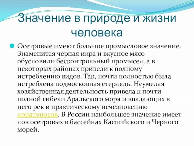 Значение в природе и жизни человека Осетровые имеют большое промысловое значение. Знаменитая