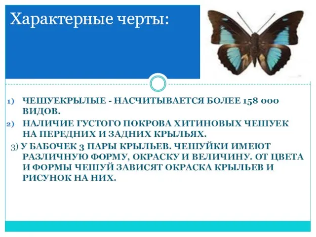 Чешуекрылые - насчитывается более 158 000 видов. наличие густого покрова хитиновых чешуек