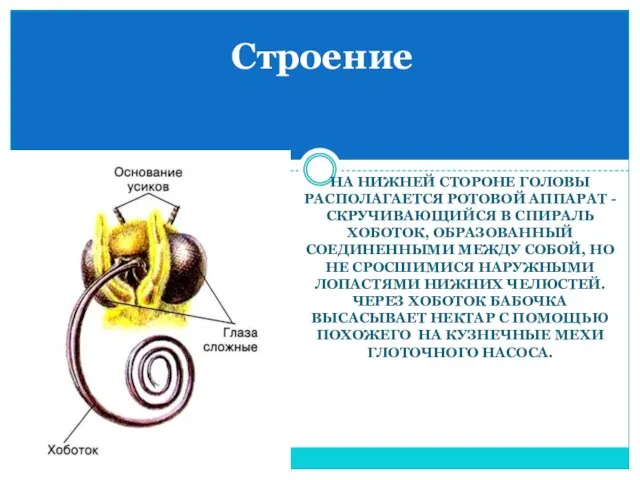 На нижней стороне головы располагается ротовой аппарат - скручивающийся в спираль хоботок,