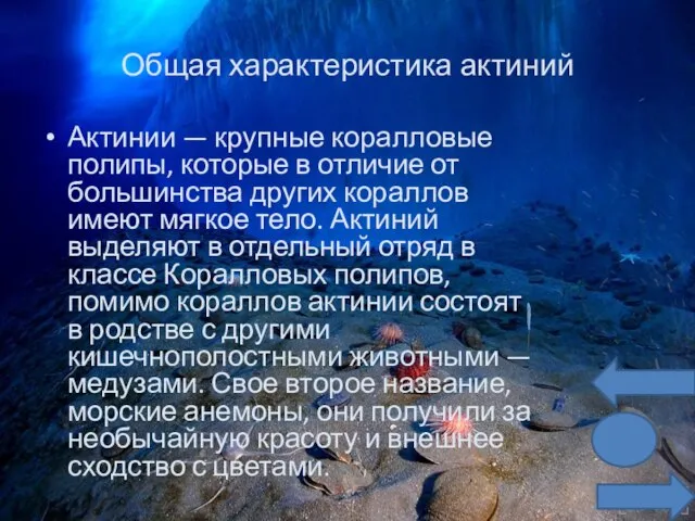 Общая характеристика актиний Актинии — крупные коралловые полипы, которые в отличие от