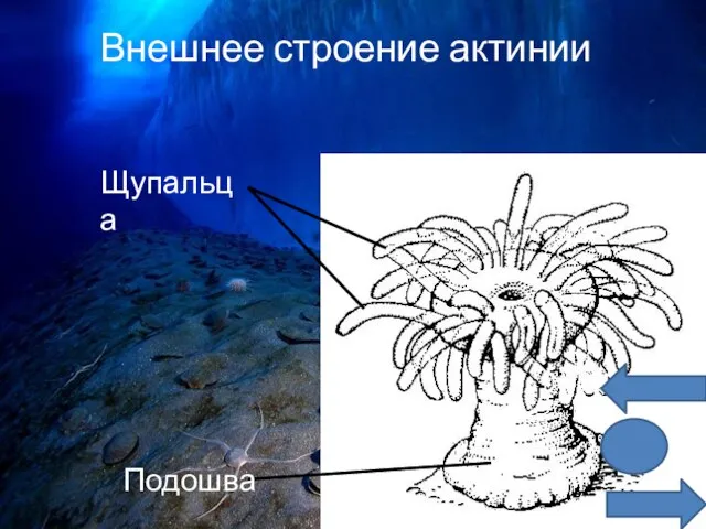 Внешнее строение актинии Подошва Щупальца