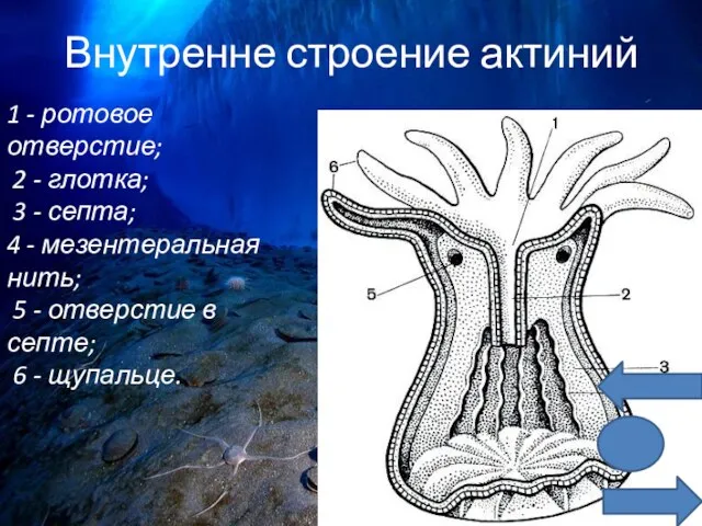 Внутренне строение актиний 1 - ротовое отверстие; 2 - глотка; 3 -