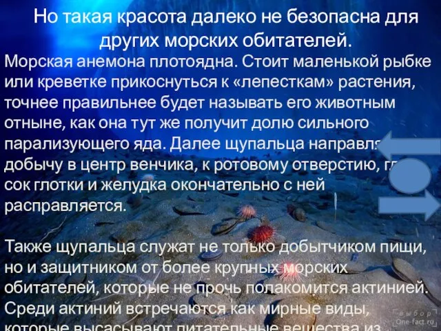 Но такая красота далеко не безопасна для других морских обитателей. Морская анемона