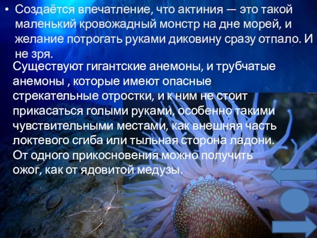 Создаётся впечатление, что актиния — это такой маленький кровожадный монстр на дне