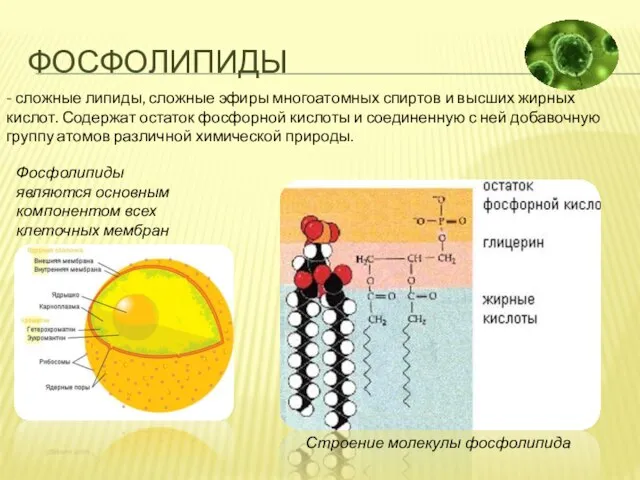фосфолипиды - сложные липиды, сложные эфиры многоатомных спиртов и высших жирных кислот.