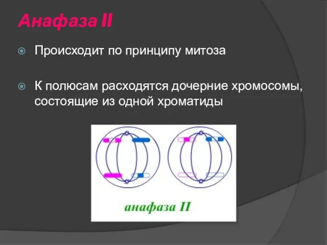 Анафаза II Происходит по принципу митоза К полюсам расходятся дочерние хромосомы, состоящие из одной хроматиды
