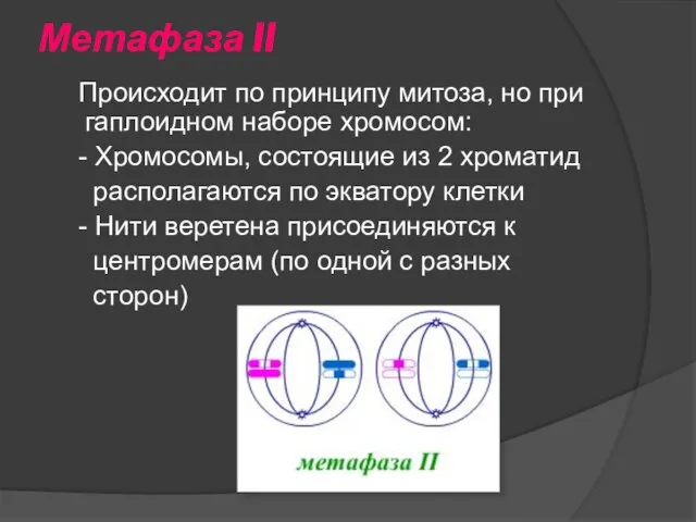 Метафаза II Происходит по принципу митоза, но при гаплоидном наборе хромосом: -