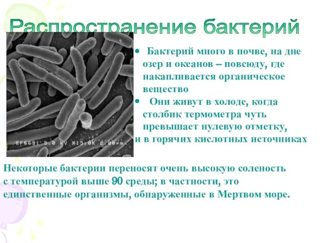 Распространение бактерий Бактерий много в почве, на дне озер и океанов –