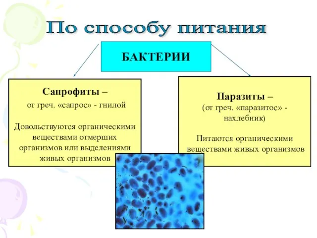 По способу питания БАКТЕРИИ Сапрофиты – от греч. «сапрос» - гнилой Довольствуются