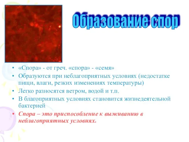 Образование спор «Спора» - от греч. «спора» - «семя» Образуются при неблагоприятных