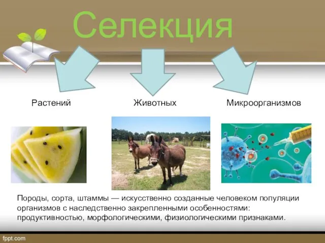 Селекция Растений Животных Микроорганизмов Породы, сорта, штаммы — искусственно созданные человеком популяции