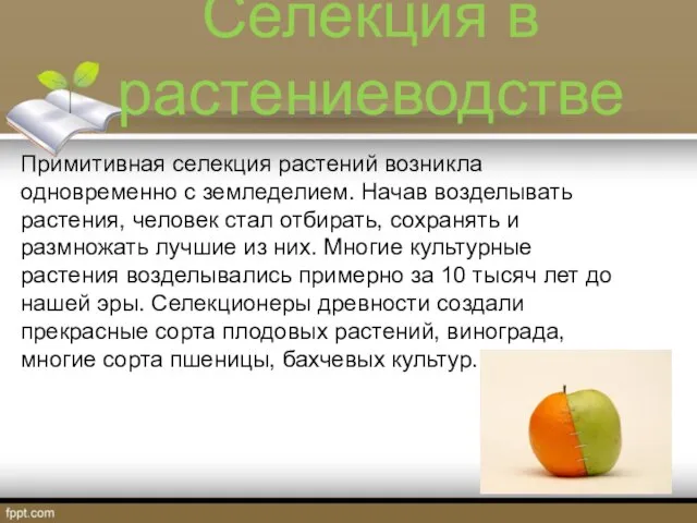 Селекция в растениеводстве Примитивная селекция растений возникла одновременно с земледелием. Начав возделывать