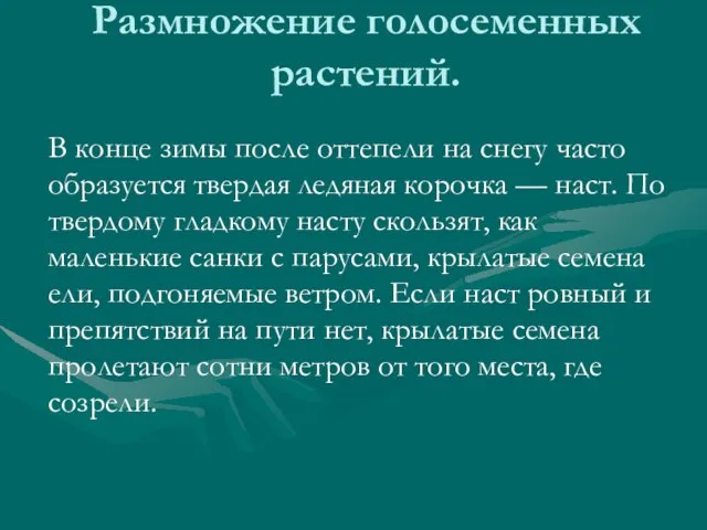 Размножение голосеменных растений. В конце зимы после оттепели на снегу часто образуется