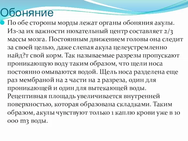 Обоняние По обе стороны морды лежат органы обоняния акулы. Из-за их важности