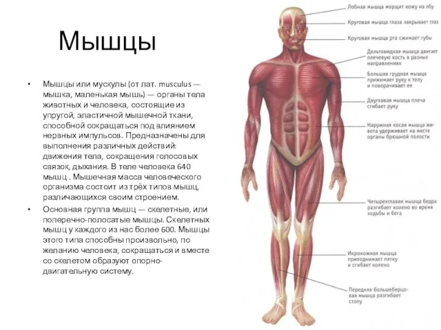 Мышцы Мышцы или мускулы (от лат. musculus — мышка, маленькая мышь) —