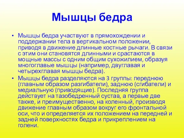 Мышцы бедра Мышцы бедра участвуют в прямохождении и поддержании тела в вертикальном