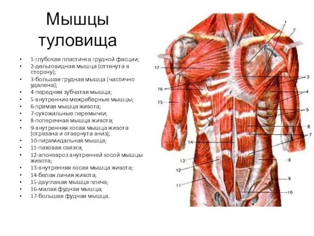 Мышцы туловища 1-глубокая пластинка грудной фасции; 2-дельтовидная мышца (оттянута в сторону); 3-большая