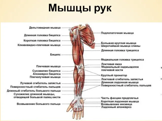 Мышцы рук