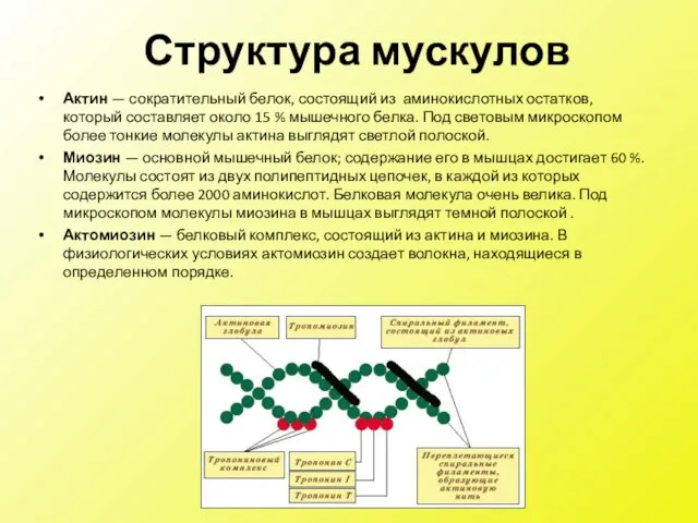 Актин — сократительный белок, состоящий из аминокислотных остатков, который составляет около 15