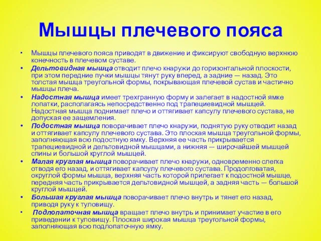 Мышцы плечевого пояса Мышцы плечевого пояса приводят в движение и фиксируют свободную