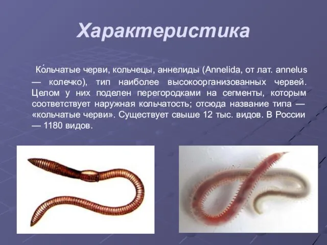 Характеристика Ко́льчатые черви, кольчецы, аннелиды (Annelida, от лат. annelus — колечко), тип