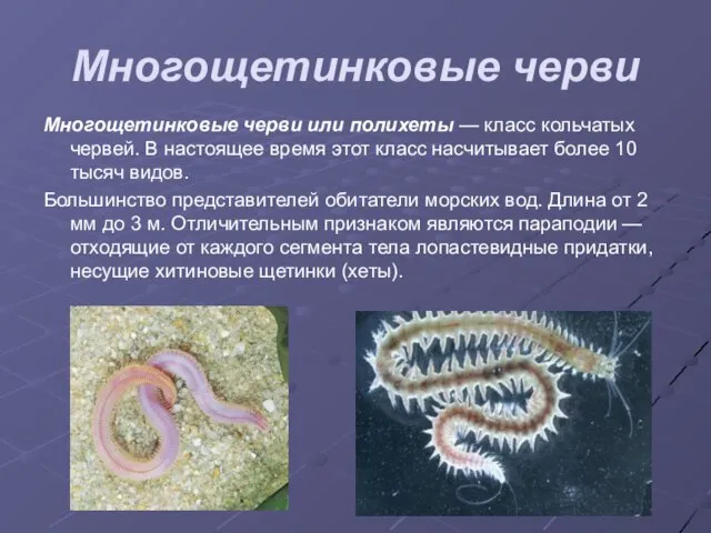 Многощетинковые черви Многощетинковые черви или полихеты — класс кольчатых червей. В настоящее