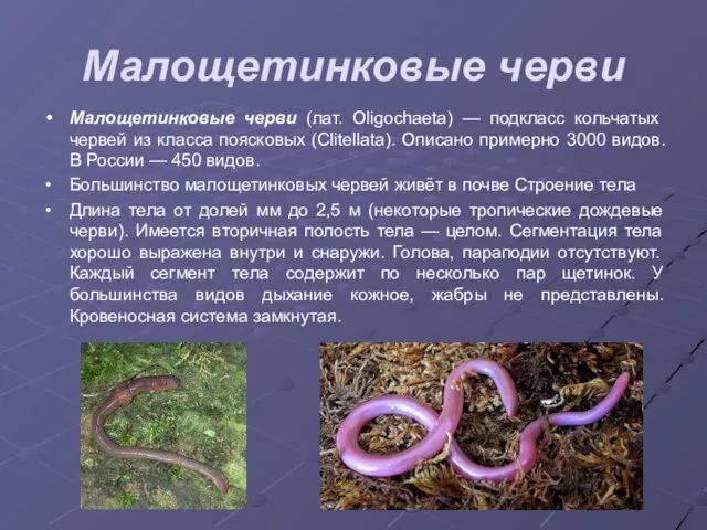 Малощетинковые черви Малощетинковые черви (лат. Oligochaeta) — подкласс кольчатых червей из класса