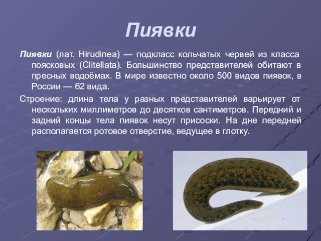 Пиявки Пиявки (лат. Hirudinea) — подкласс кольчатых червей из класса поясковых (Clitellata).