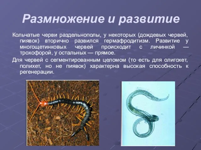 Размножение и развитие Кольчатые черви раздельнополы, у некоторых (дождевых червей, пиявок) вторично