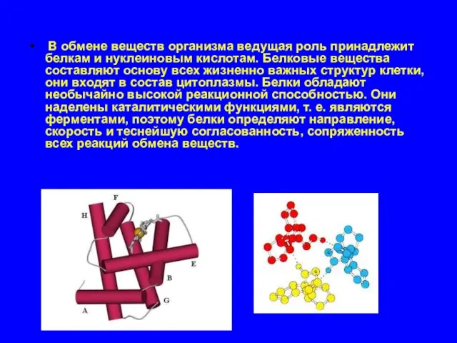 В обмене веществ организма ведущая роль принадлежит белкам и нуклеиновым кислотам. Белковые