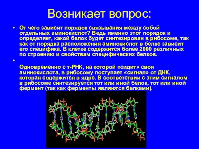 Возникает вопрос: От чего зависит порядок связывания между собой отдельных аминокислот? Ведь