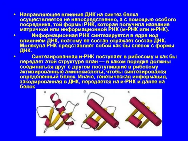 Направляющее влияние ДНК на синтез белка осуществляется не непосредственно, а с помощью