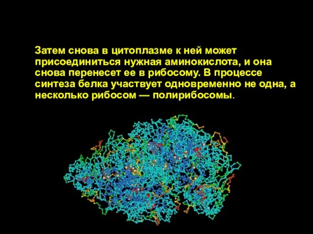 Затем снова в цитоплазме к ней может присоединиться нужная аминокислота, и она