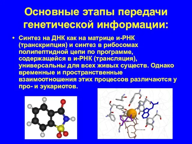 Основные этапы передачи генетической информации: Синтез на ДНК как на матрице и-РНК