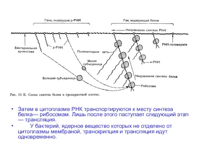 Затем в цитоплазме РНК транспортируются к месту синтеза белка— рибосомам. Лишь после