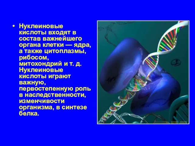 Нуклеиновые кислоты входят в состав важнейшего органа клетки — ядра, а также