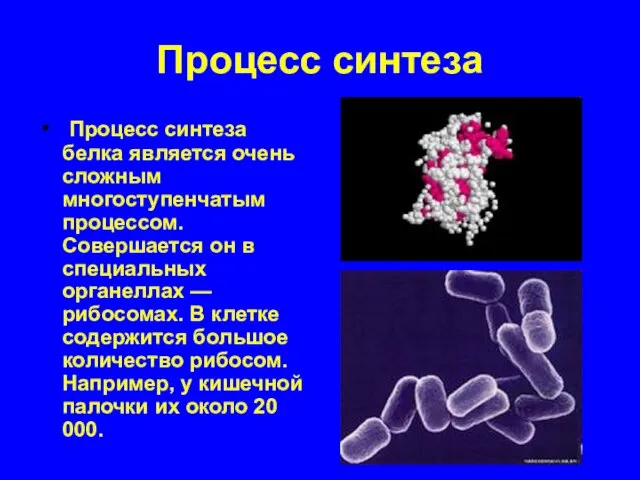 Процесс синтеза Процесс синтеза белка является очень сложным многоступенчатым процессом. Совершается он