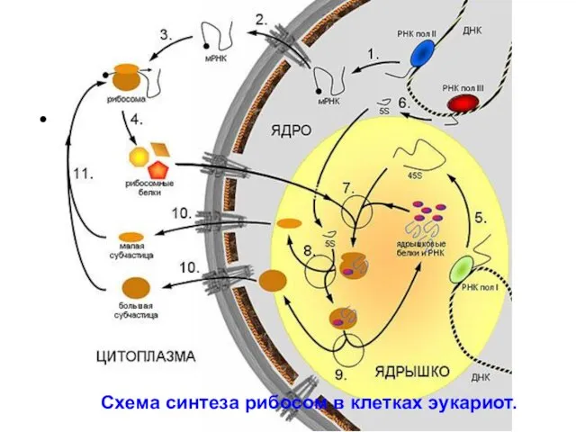 Схема синтеза рибосом в клетках эукариот. Схема синтеза рибосом в клетках эукариот.