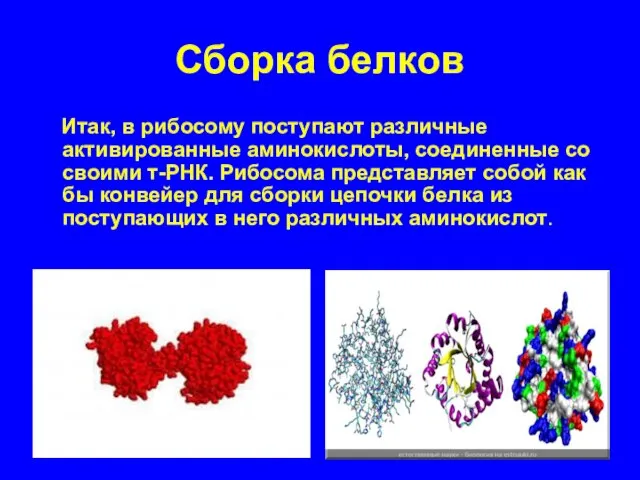 Сборка белков Итак, в рибосому поступают различные активированные аминокислоты, соединенные со своими