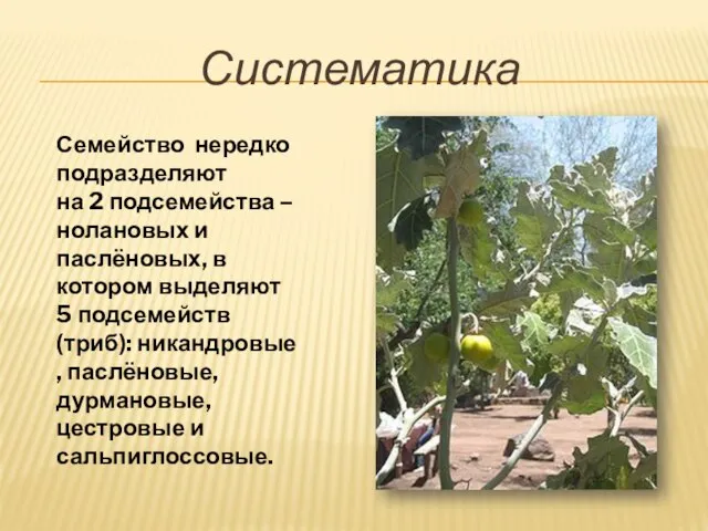 Систематика Семейство нередко подразделяют на 2 подсемейства – нолановых и паслёновых, в