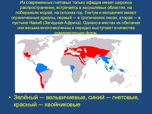 Из современных гнетовых только эфедра имеет широкое распространение, встречаясь в засушливых областях,