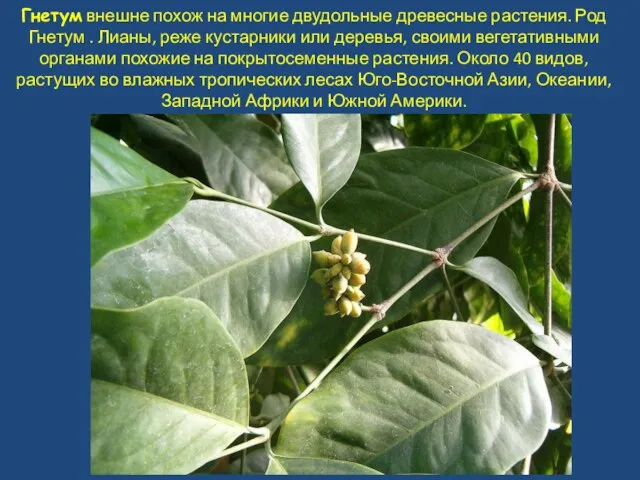 Гнетум внешне похож на многие двудольные древесные растения. Род Гнетум . Лианы,