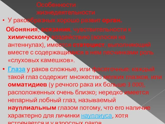 Особенности жизнедеятельности У ракообразных хорошо развит орган. Обоняния, осязания, чувствительности к химическому