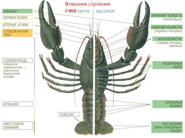 Внешнее строения рака