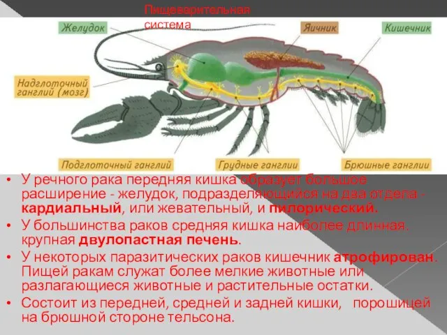 У речного рака передняя кишка образует большое расширение - желудок, подразделяющийся на