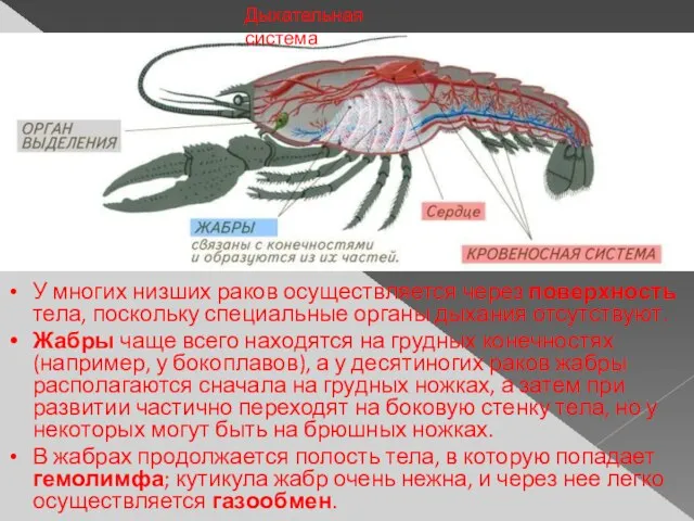 Дыхательная система У многих низших раков осуществляется через поверхность тела, поскольку специальные