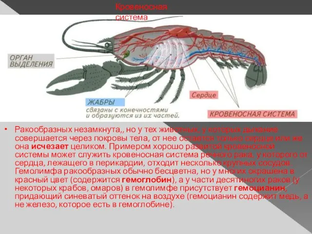 Кровеносная система Ракообразных незамкнута,, но у тех животных, у которых дыхание совершается