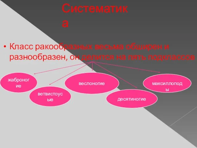 Класс ракообразных весьма обширен и разнообразен, он делится на пять подклассов Систематика