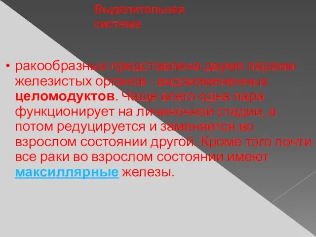 Выделительная система ракообразных представлена двумя парами железистых органов - видоизмененных целомодуктов. Чаще