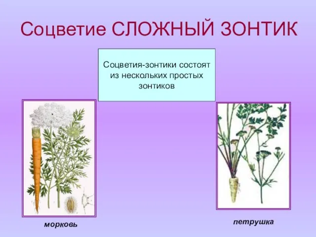 Соцветие СЛОЖНЫЙ ЗОНТИК Соцветия-зонтики состоят из нескольких простых зонтиков петрушка морковь